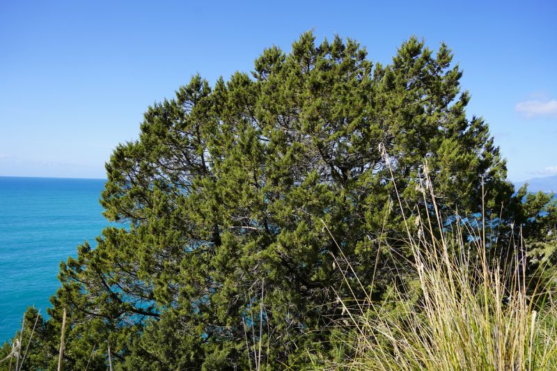 Juniperus turbinata